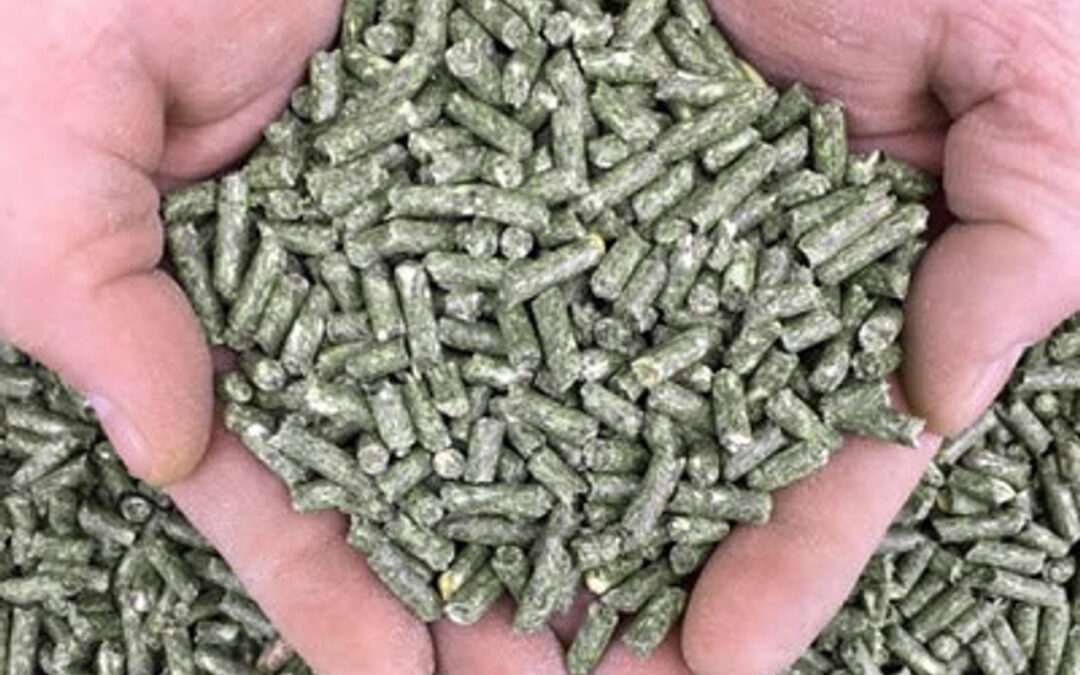 Rabbit Feed Plant Design and Commissioning